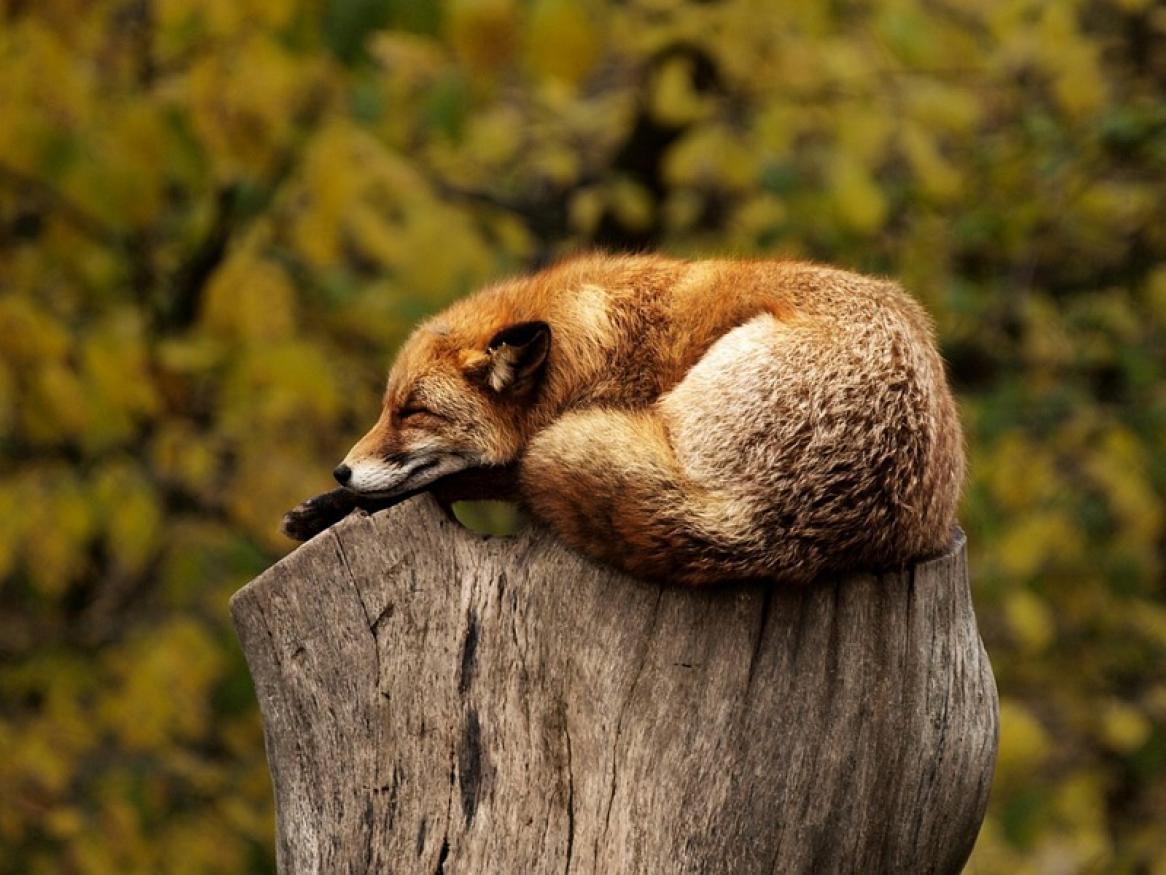 A fox curled atop a log sleeping.