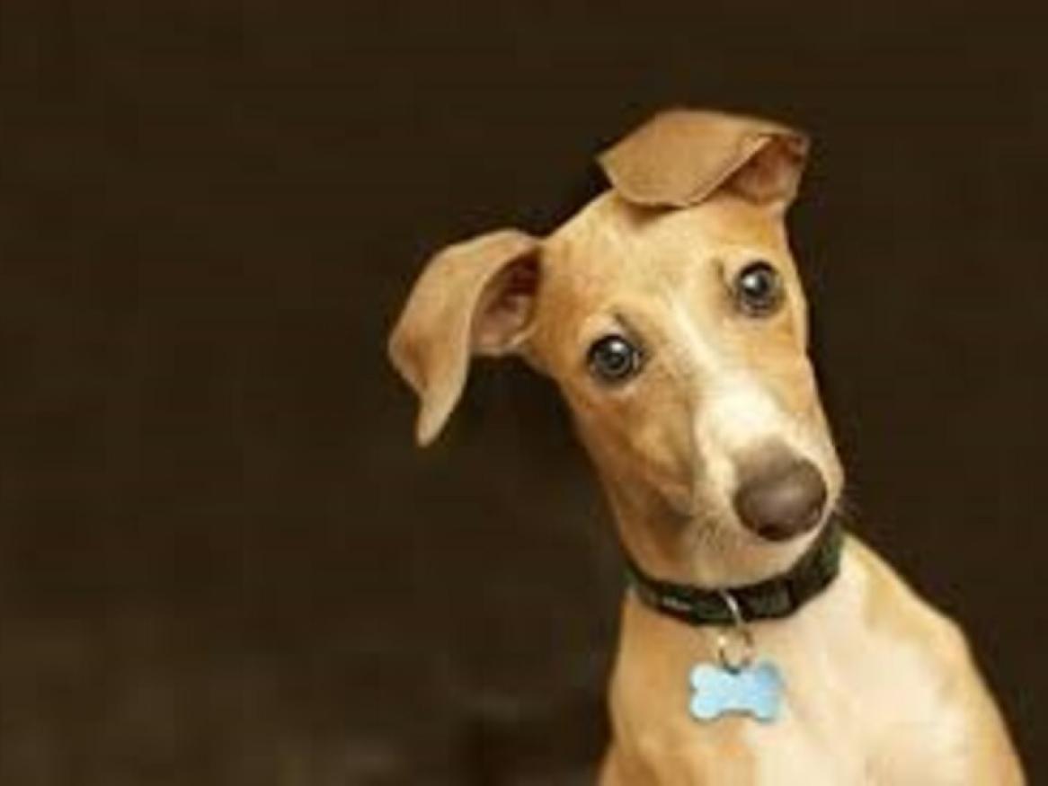 Photo of a greyhound, head cocked to the side, ears hanging over