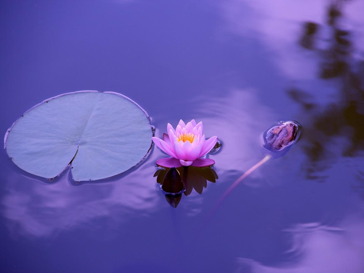 A lily pad and a flower on a river.