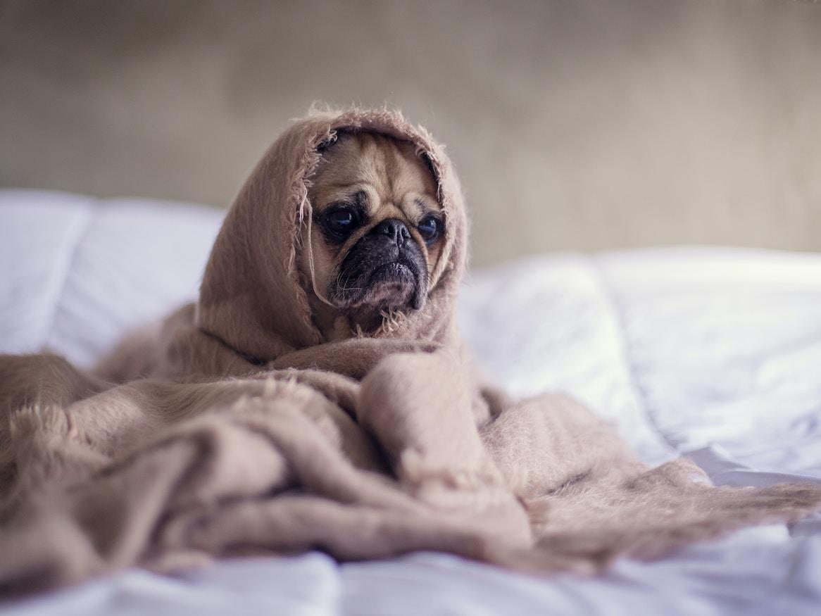 A dog wrapped in blanket.