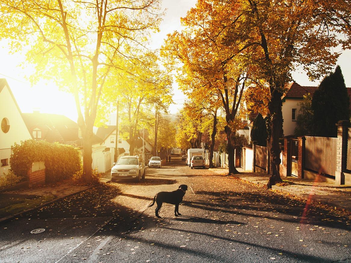 A sunny autumn street view with a dog standing on the road