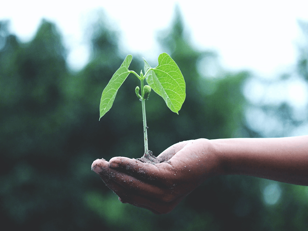 A hand holding a seedling in it's palm