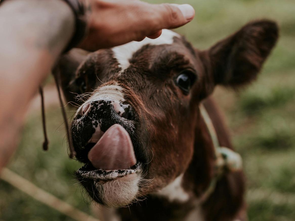 Cute baby cow