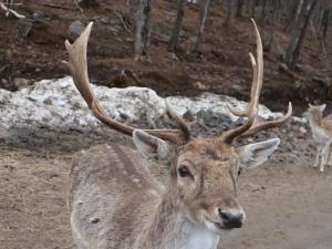 Landscape photo of a reindeer in Canada, taken by Kanika (2024).