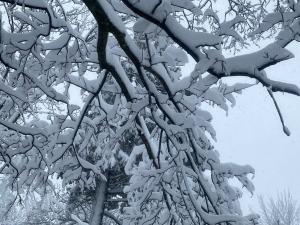 Portrait photo of the snowy trees in Canada, taken by Kanika (2024).