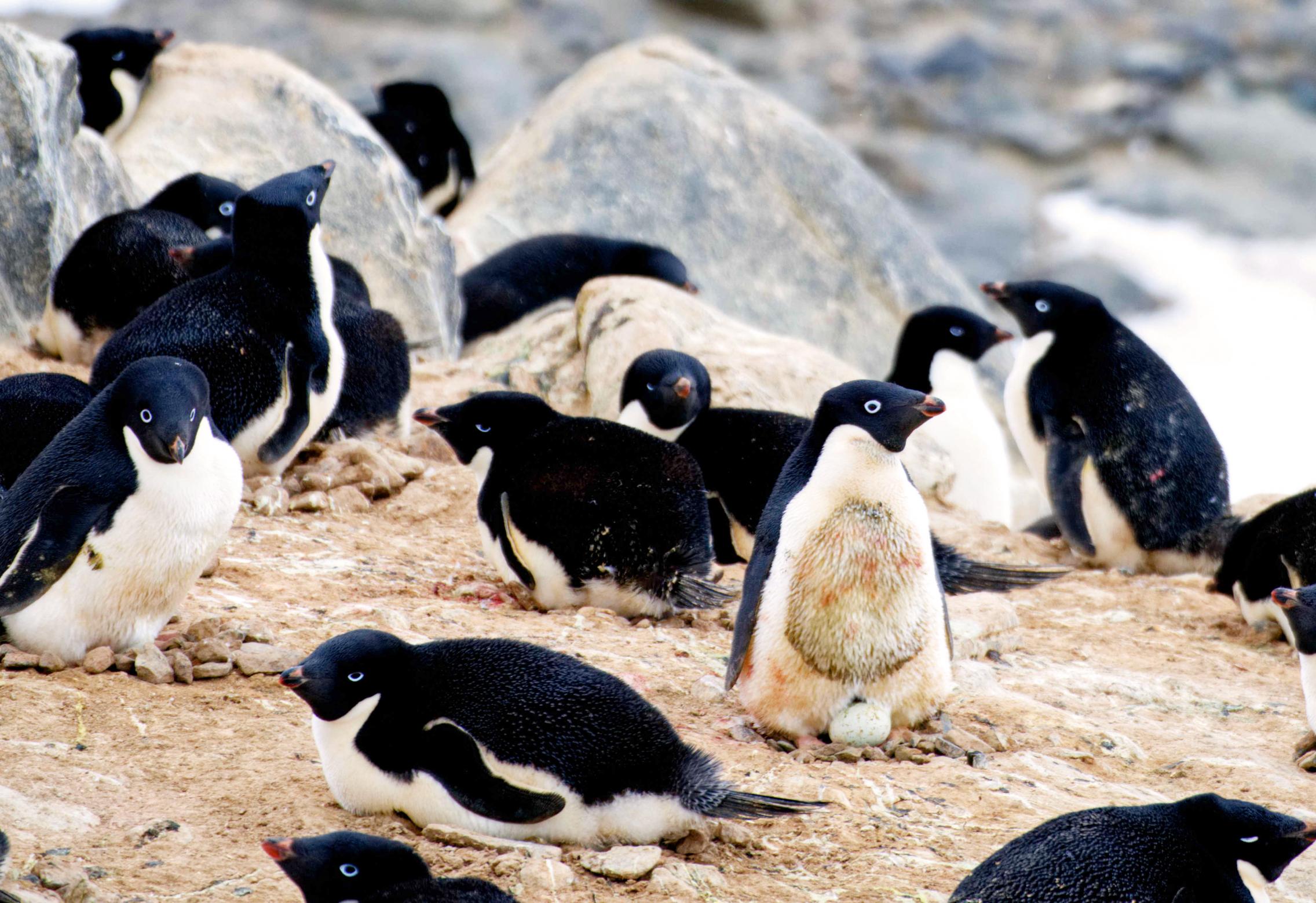 Tom Chambers penguins