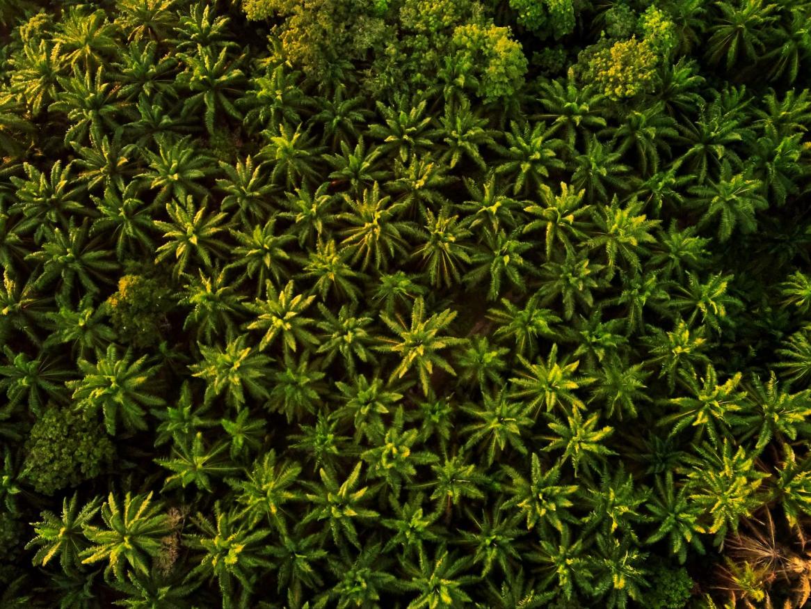 Palm trees in Malaysia 