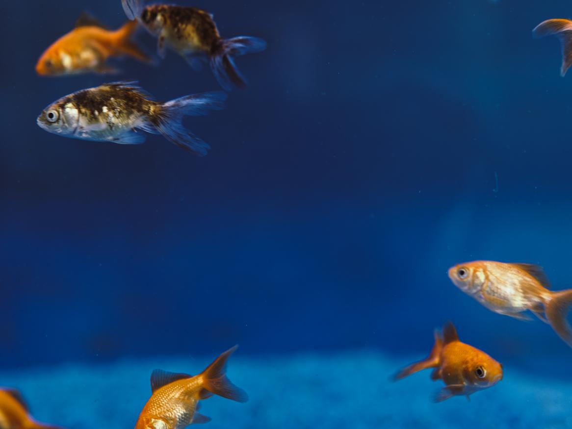 goldfish in blue water