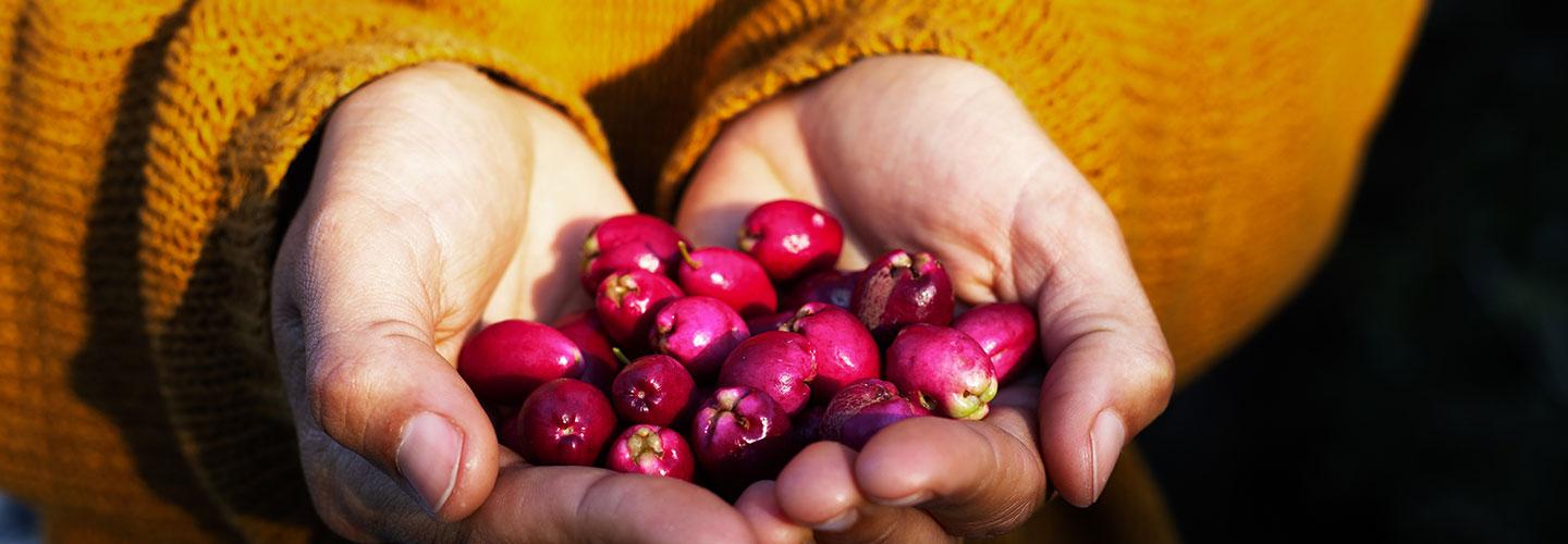 Native-Ag-and-Food-Images-fullwidth