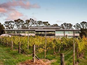 Grapevines are synonymous with our world-class wine research on the Waite campus.
