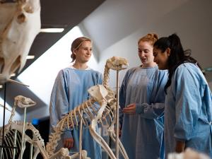 The School of Animal and Veterinary Sciences’ anatomy collection includes skeletal material (skulls, articulated skeletons, disarticulated skeletons), prosections (prepared dissections that can be viewed only) and models used in teaching.