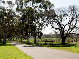 Walter Young Avenue winds through the centre of Waite campus connecting Urrbrae House with Fullarton Road. To the south is the Waite Arboretum and to the north, the University’s Coombe Vineyards.