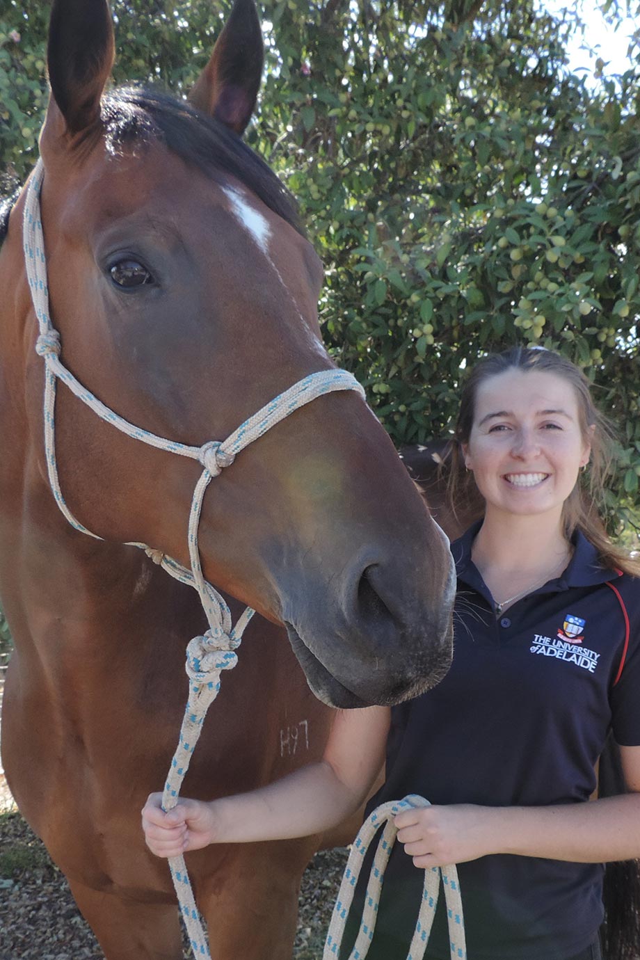 VSBSA Accreditation of a facility as a Veterinary Hospital achievement