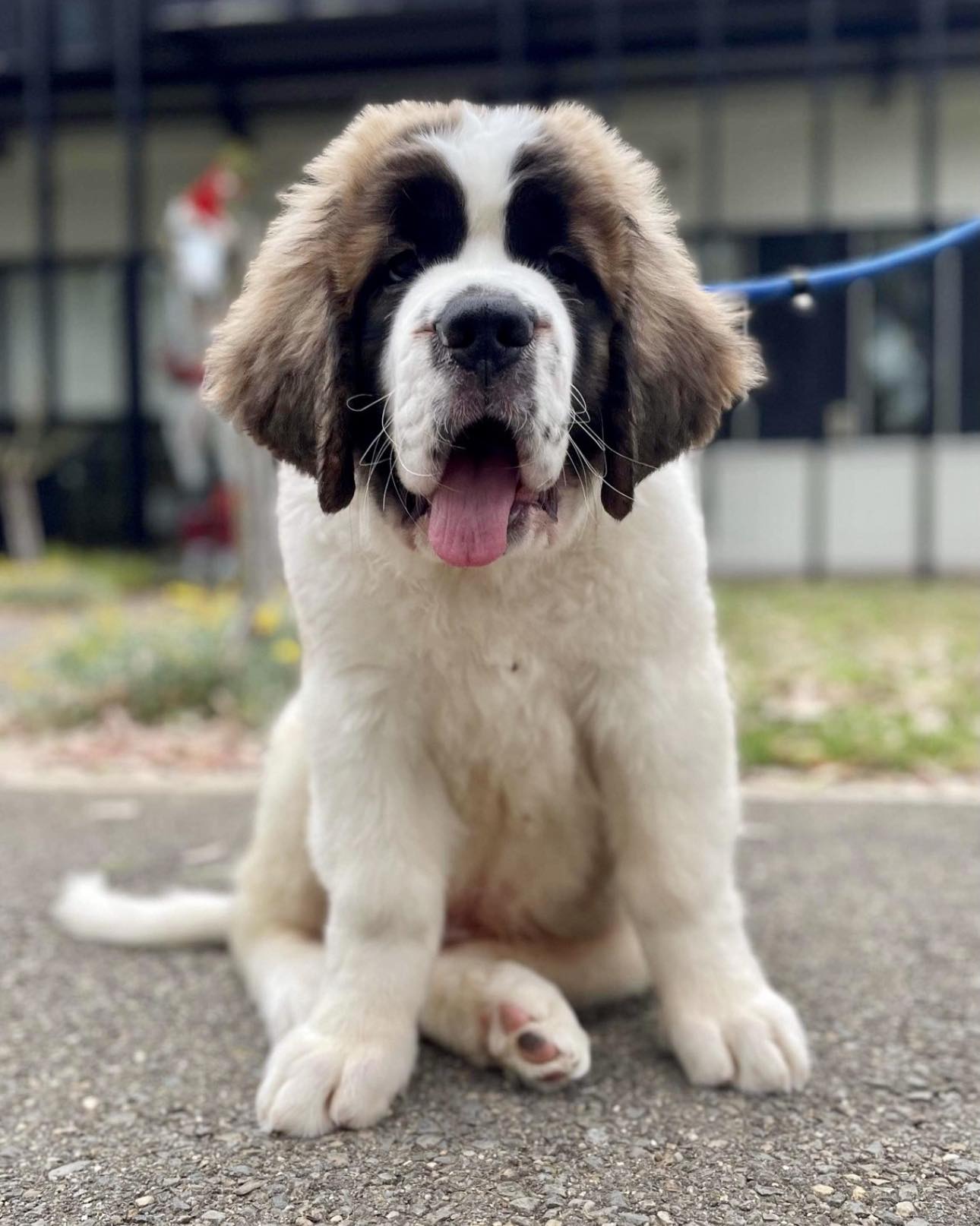Neonatal Care & Whelping Roseworthy Veterinary Hospital University