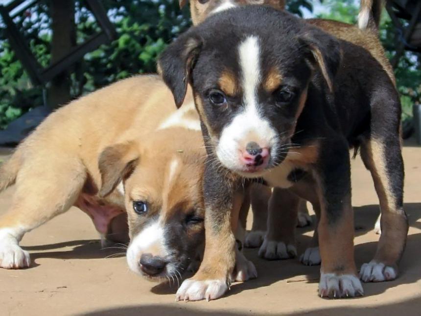 Puppies
