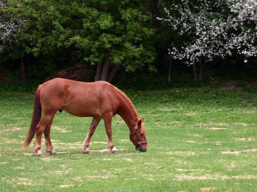 Horse eating