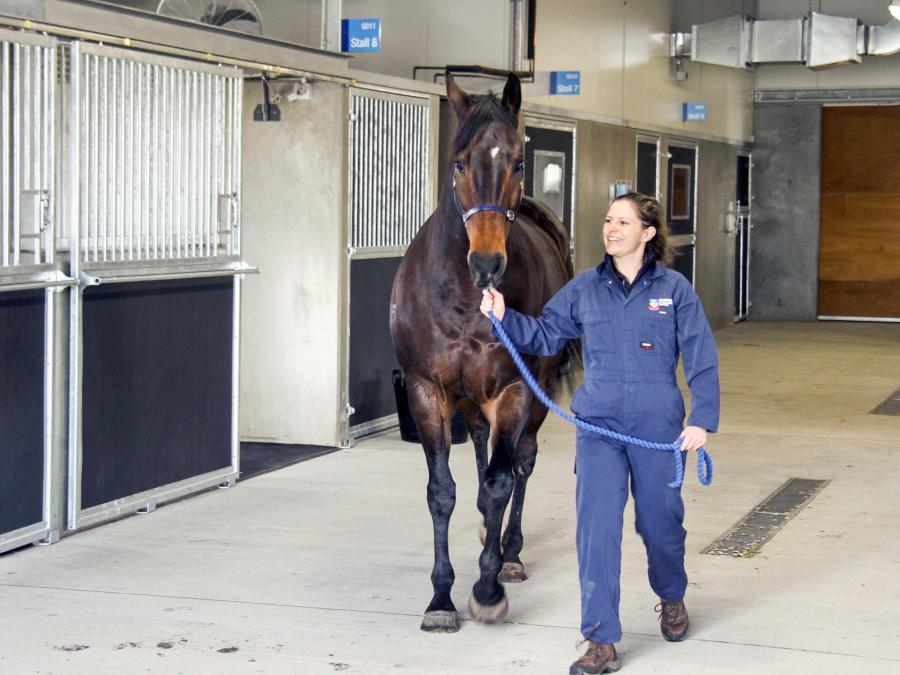 Equine stables