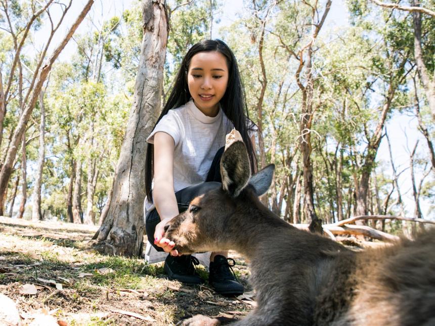 Kangaroo