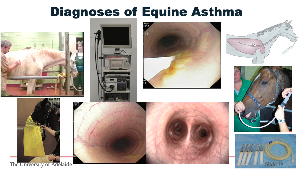 Photos of Equine Asthma in Horses