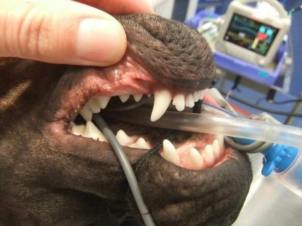 Dog's teeth