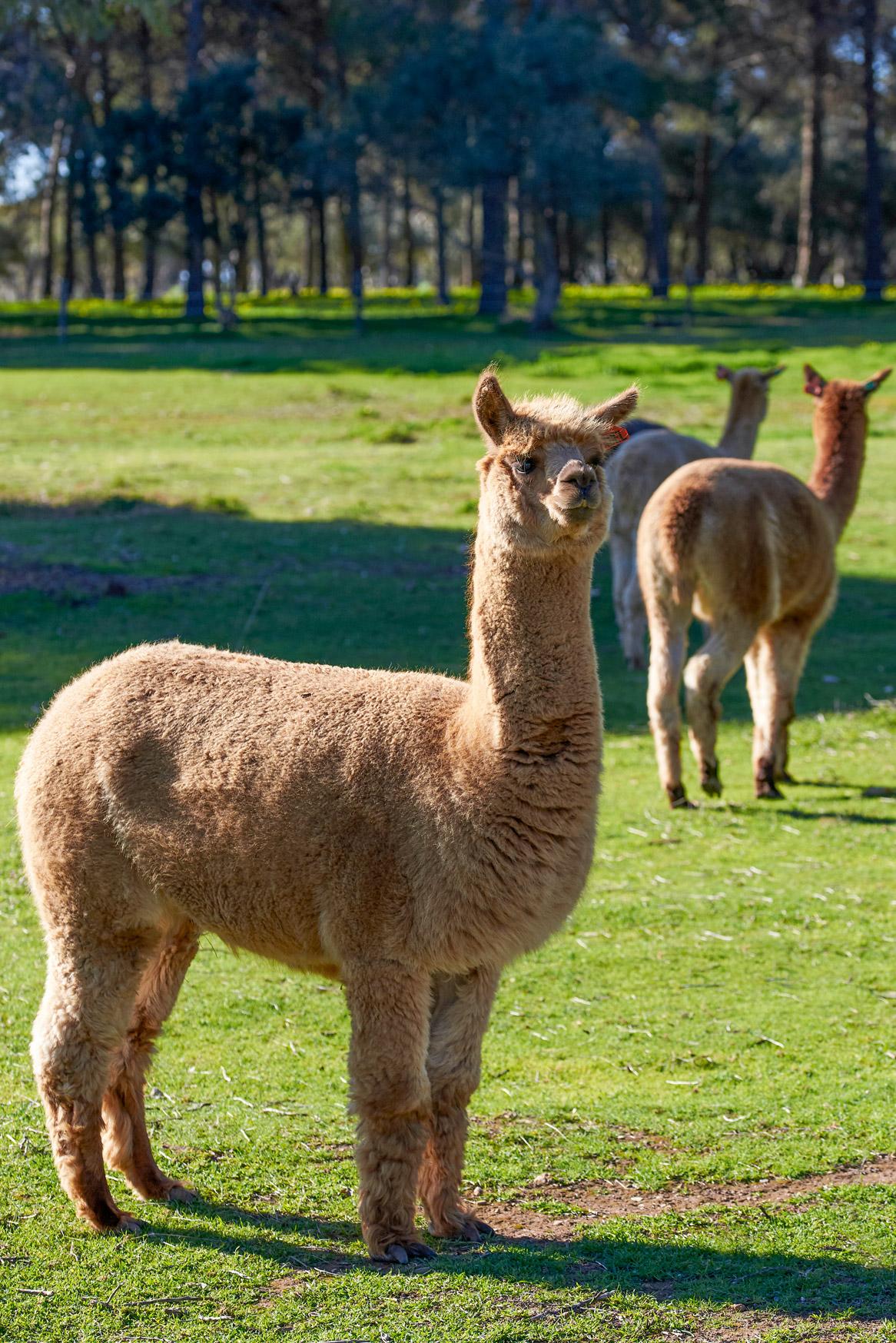 Alpacas Roseworthy campus