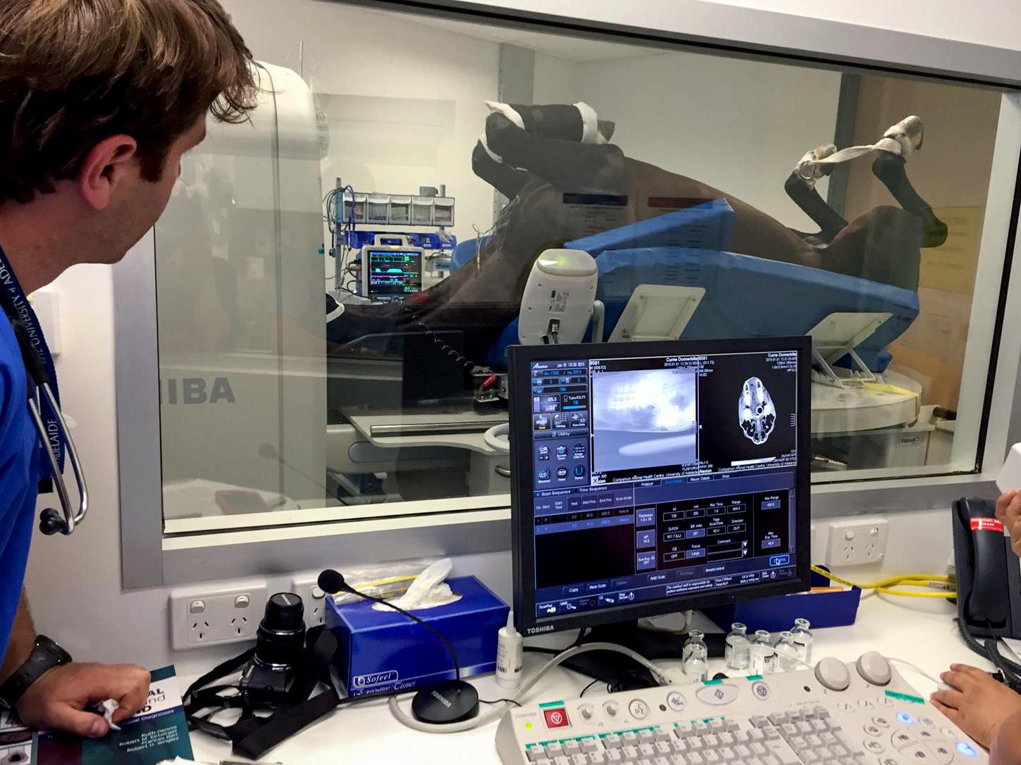 A horse undergoing a CT scan under the supervision of veterinarian Dr Luiz Santos