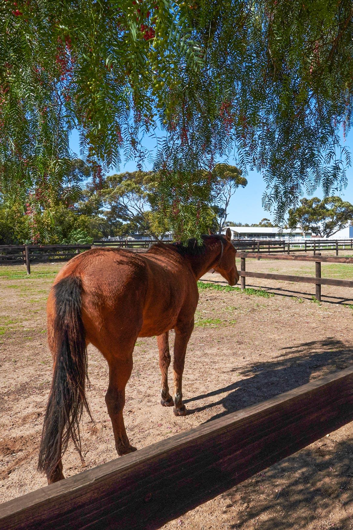 Equine yard, Roseworthy campus
