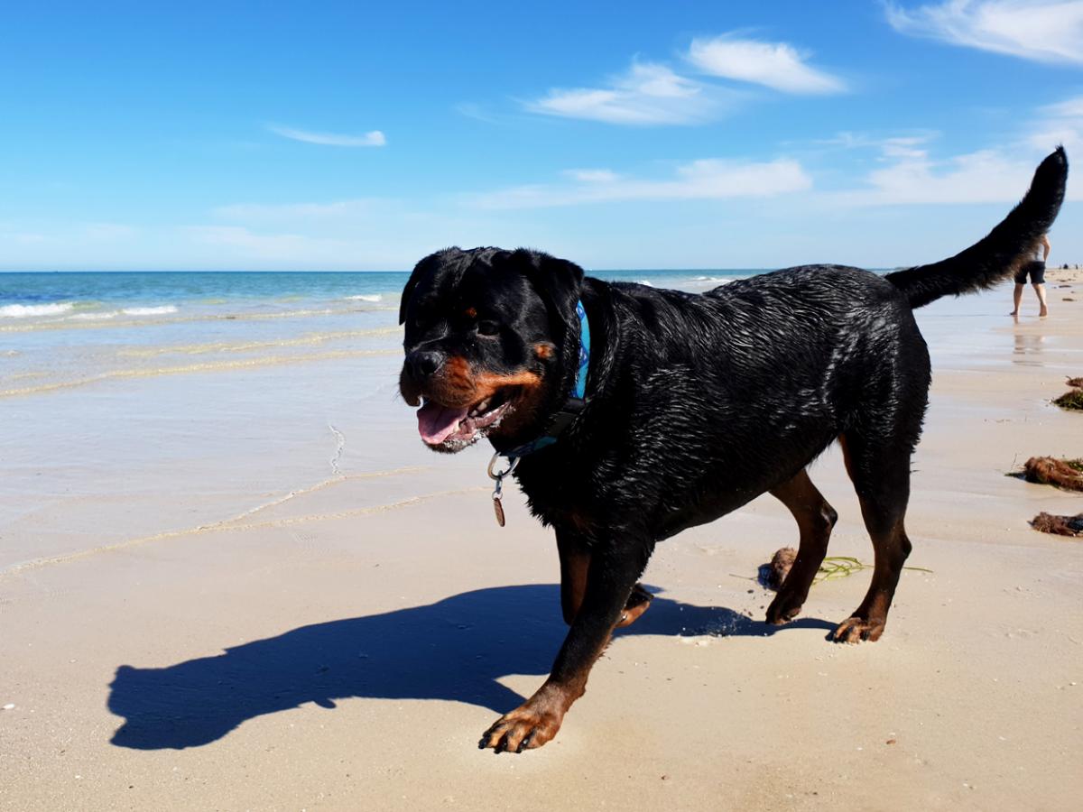 Petra’s dog Gus, enjoying a day at the beach before 10am and before it gets too hot!