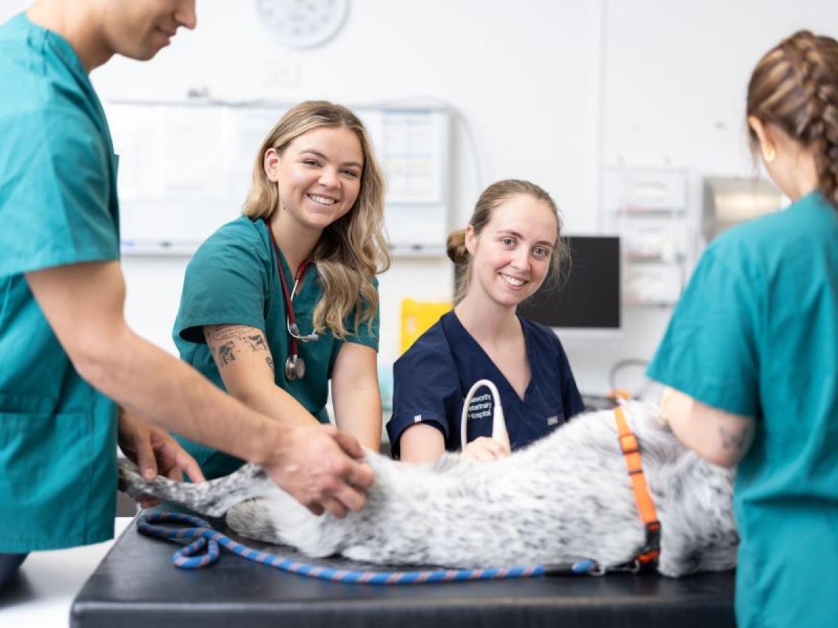 Dr Rachel Kelson performing an ultrasound on Bluey.