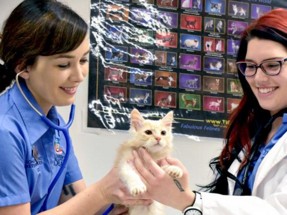 'Harrington' is checked by veterinary students at the Companion Animal Health Centre.