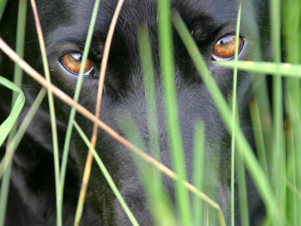 Dog in the grass