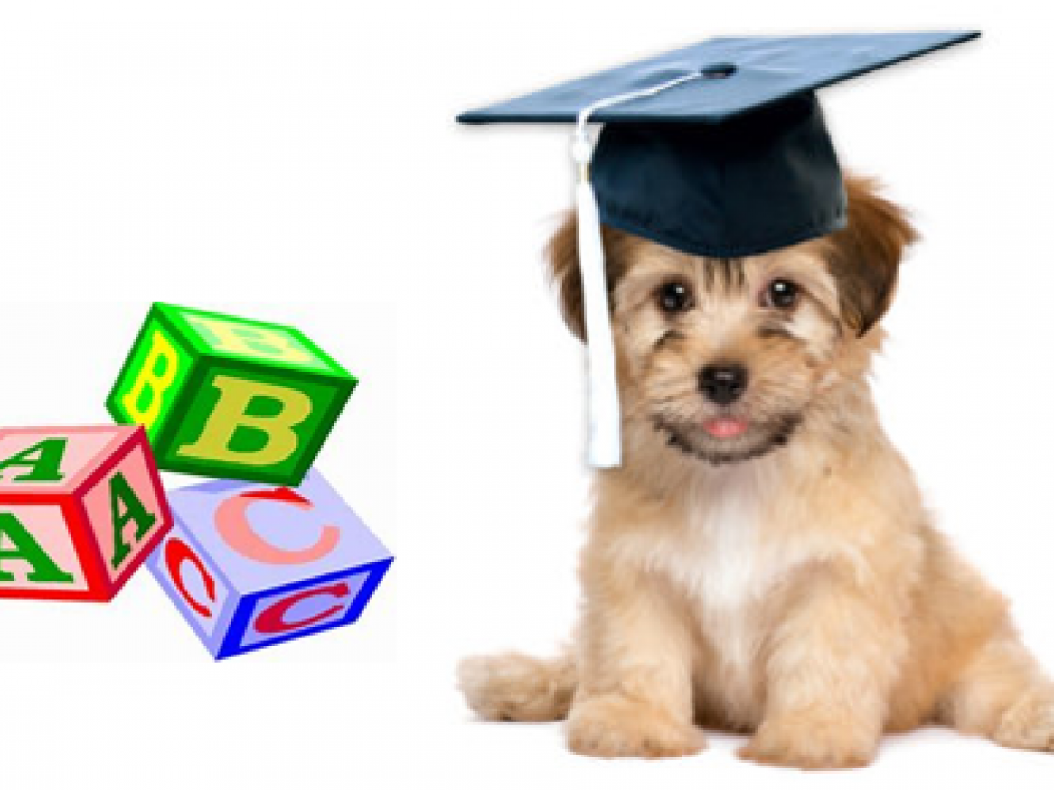 Puppy with Block Letters