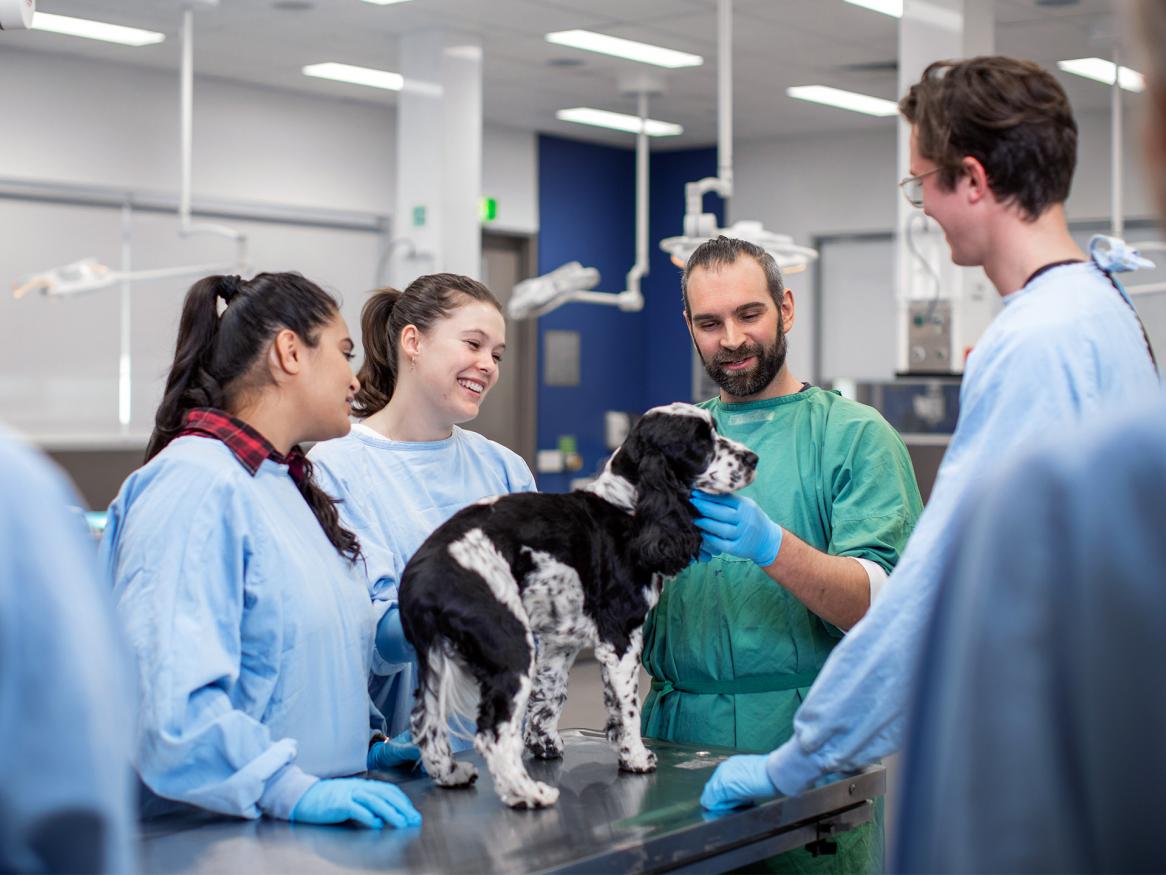 veterinary technology  806 - New ‘vet tech’ degree to target emerging skills gap