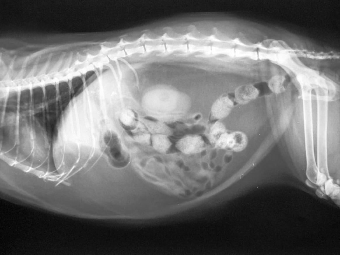 Асцит перитонит. Инфекционный перитонит у кошек рентген. FIP инфекционный перитонит кошек. Инфекционный перитонит кошек (Feline Infectious peritonitis FIP). Вирусный перитонит кошек рентген.