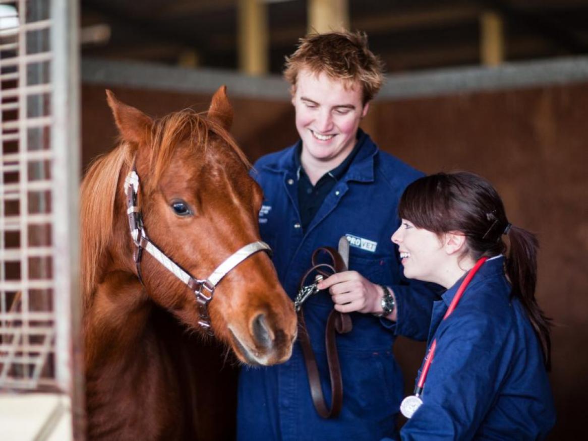 News and Events Veterinary Health Centres University of Adelaide