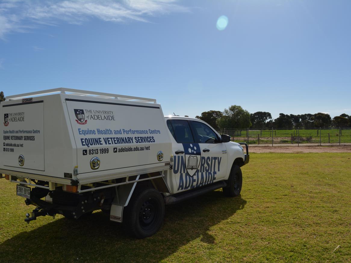 Horses Veterinary Health Centres University of Adelaide