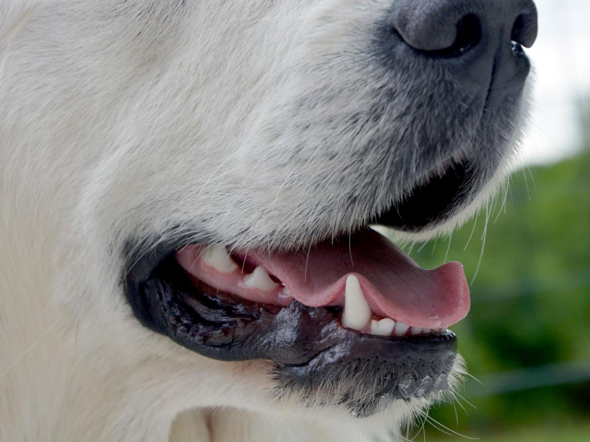 Dental Services For Small Animals Veterinary Health Centres University Of Adelaide