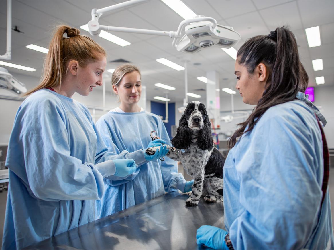 Vet students with dog
