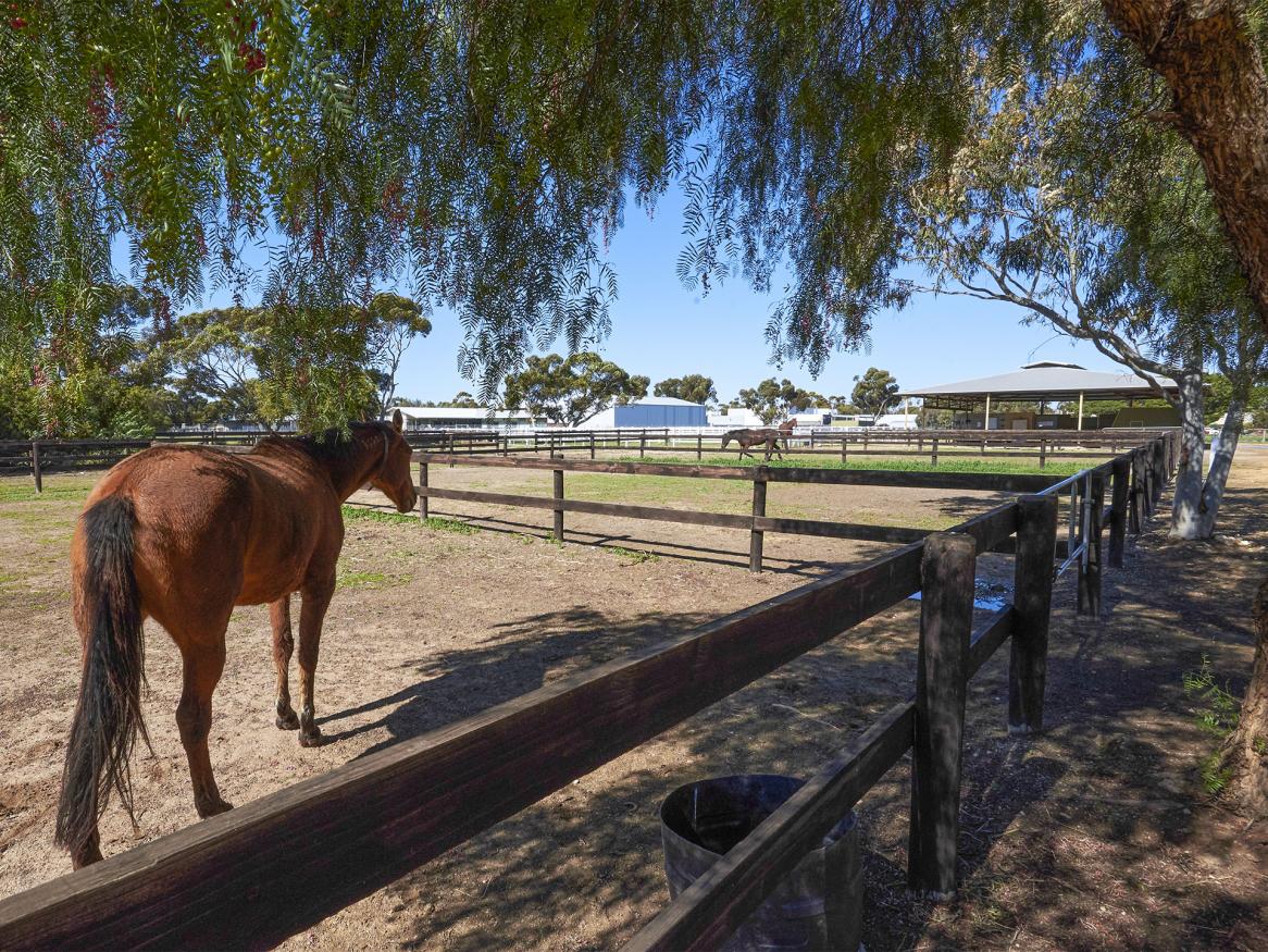 News And Events Veterinary Health Centres University Of Adelaide