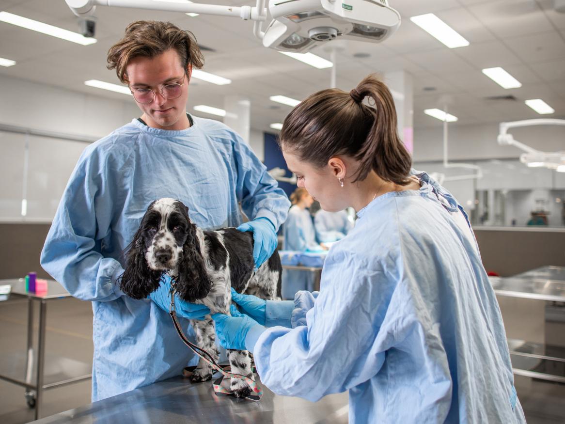 Small animals | Roseworthy Veterinary Hospital | University of Adelaide
