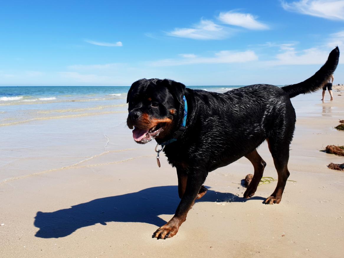 Petra’s dog Gus, enjoying a day at the beach before 10am and before it gets too hot!