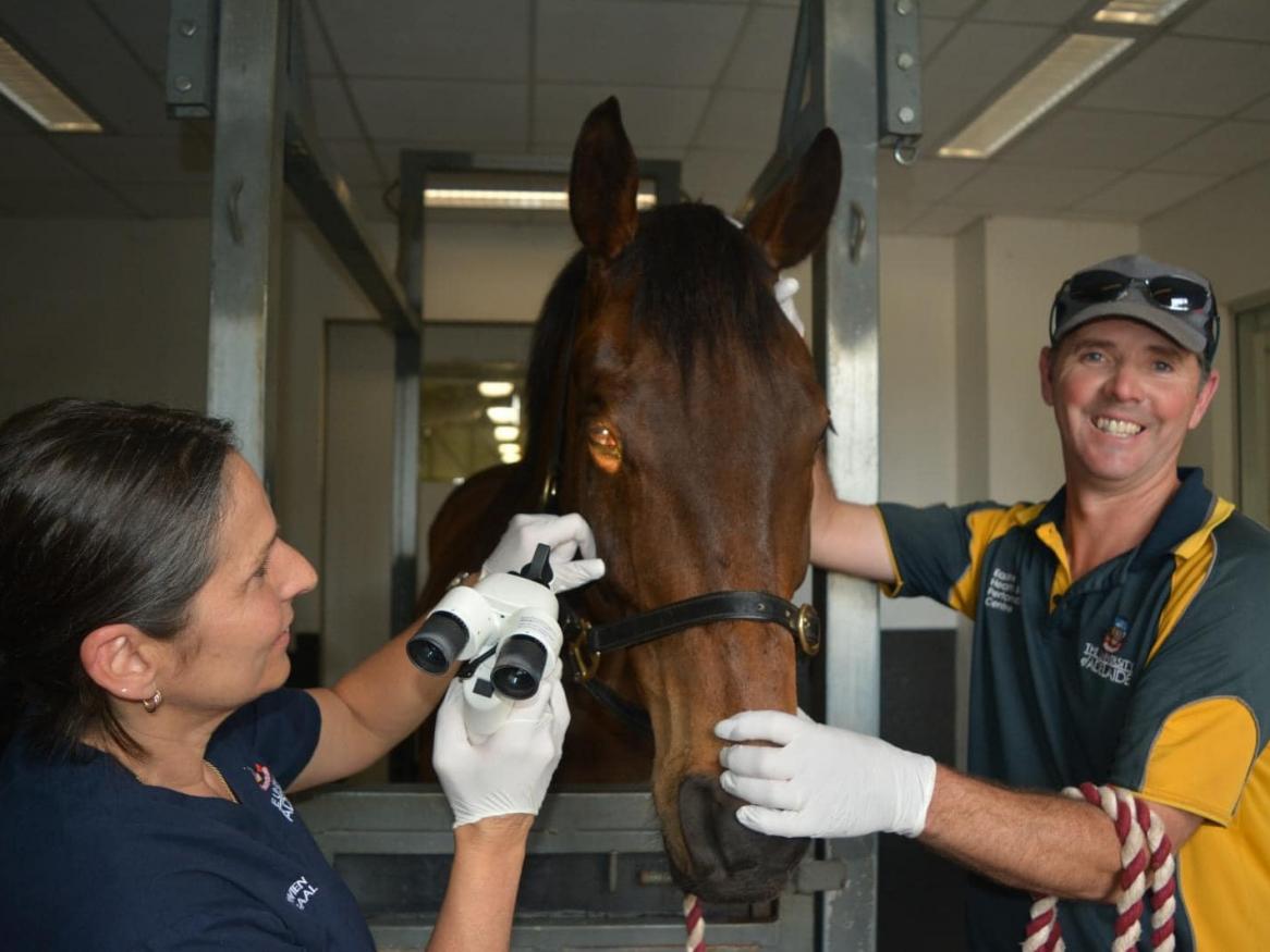 Dr. Lidwien looking at Cad's eye ulcer,