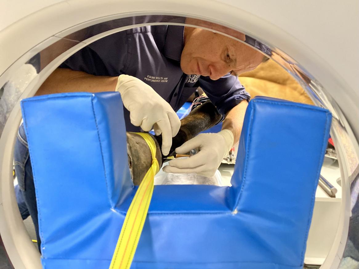 Dr. Olivier Simon with an Equine CT patient