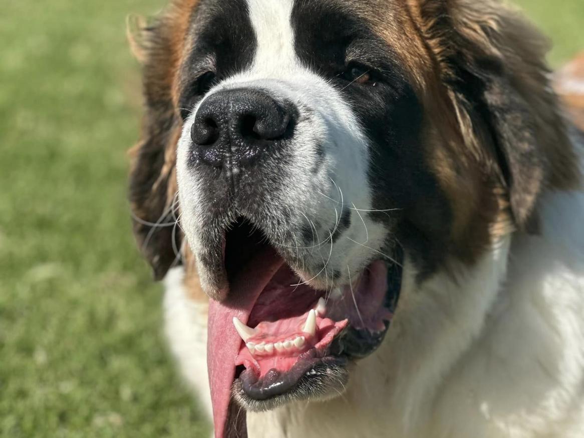St Bernard dog