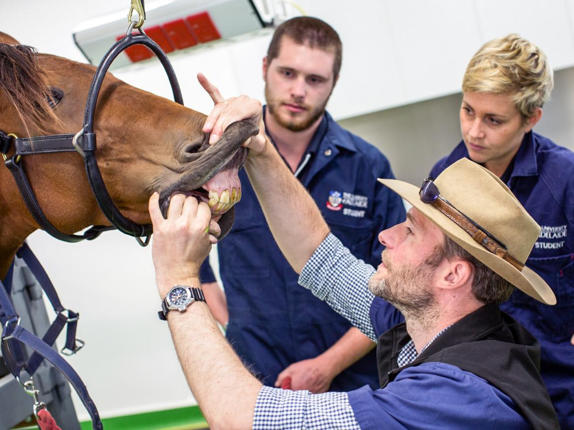 Equine vet teaching