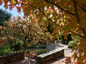 Autumn colour in the Sensory Garden