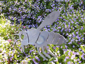 Waite Arboretum Bee-scaevola