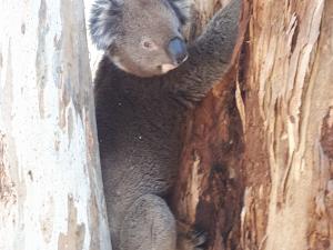 Waite Arboretum koala