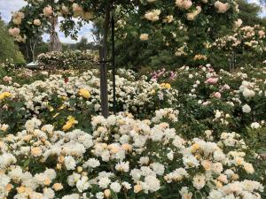 Urrbrae House Rose Gardens