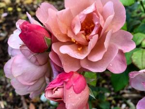 Urrbrae House Rose Gardens - Lavendar Pinocchio Rose